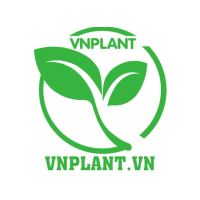 Công Ty TNHH Thương Mại Dịch Vụ VNPlant